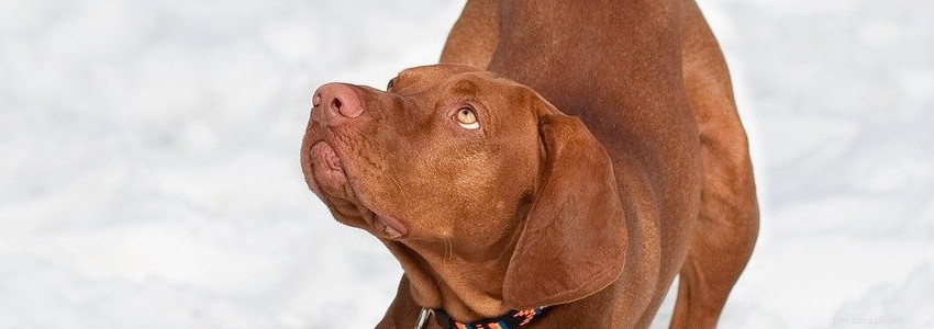 Vizslas Health Guide: Common Conditions & Prevention