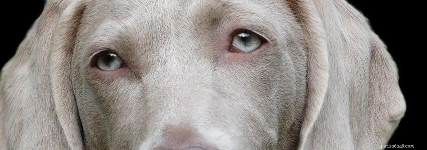Weimaraners: Key Health Risks & How to Prevent Them