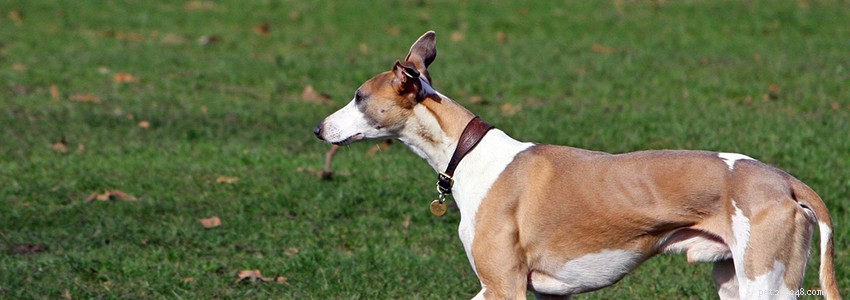Whippets: Understanding Common Health Issues & Diseases