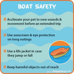 Essential Water Safety Tips Every Pet Owner Should Know