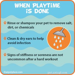 Essential Water Safety Tips Every Pet Owner Should Know