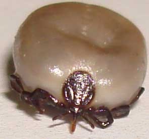 Essential Guide to Summer Pet Parasites & Prevention