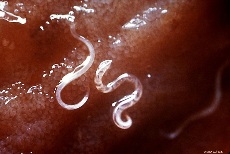Essential Guide to Summer Pet Parasites & Prevention