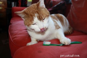 Cat Health: Proactive Care for a Purr-fect Life