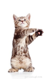 Cat Health: Proactive Care for a Purr-fect Life