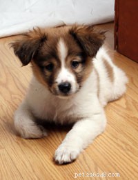 Pet Care Essentials: A Comprehensive Guide for New Owners