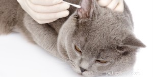 Professional Cat Grooming: When to Leave It to the Experts