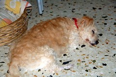 Is Vitamin B12 Supplementation Safe and Beneficial for Your Dog?