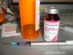 Is Vitamin B12 Supplementation Safe and Beneficial for Your Dog?
