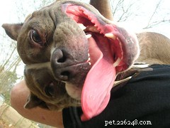 Is Vitamin B12 Supplementation Safe and Beneficial for Your Dog?