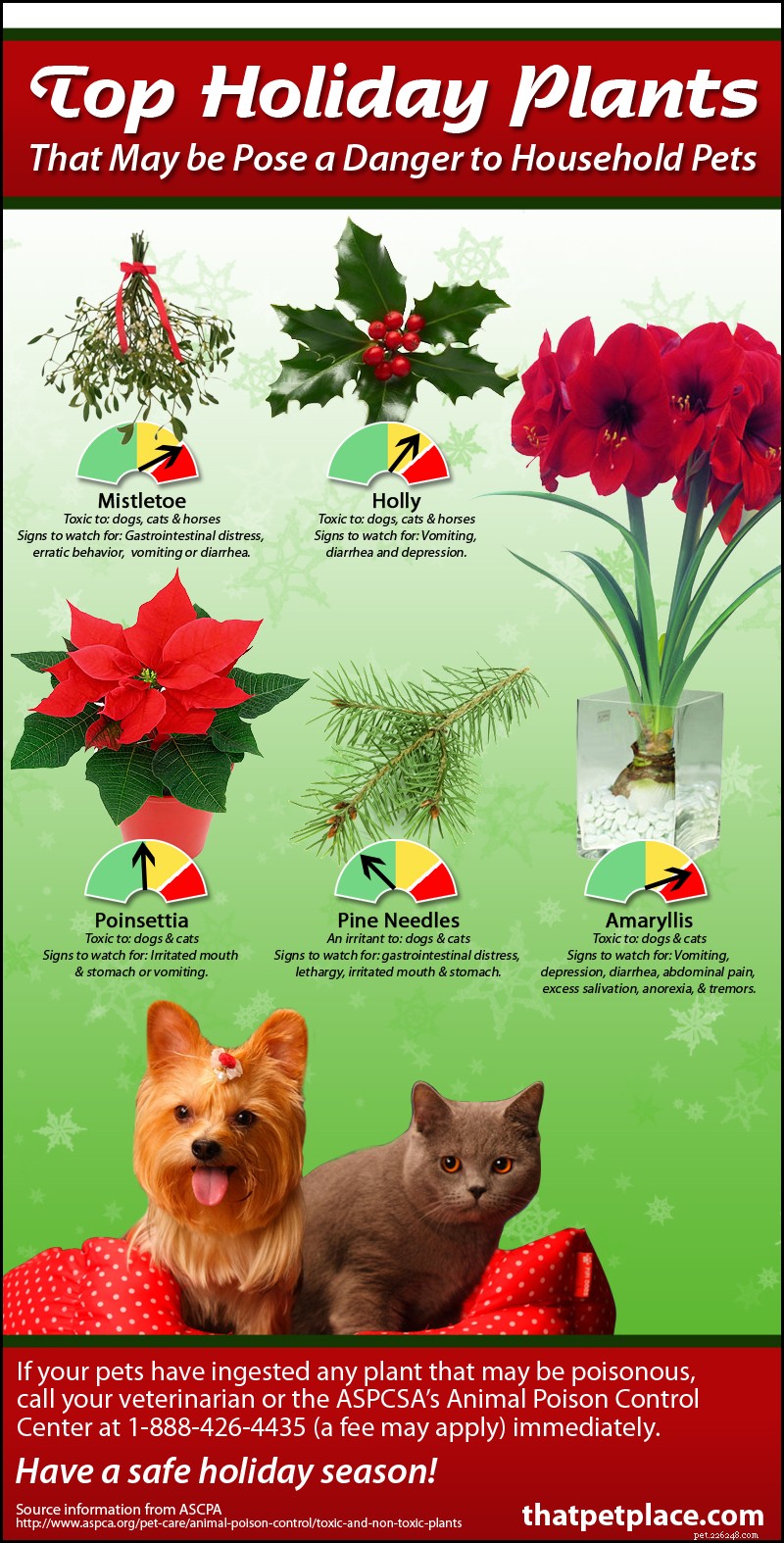 Holiday Hazards: Toxic Plants Commonly Found in Homes