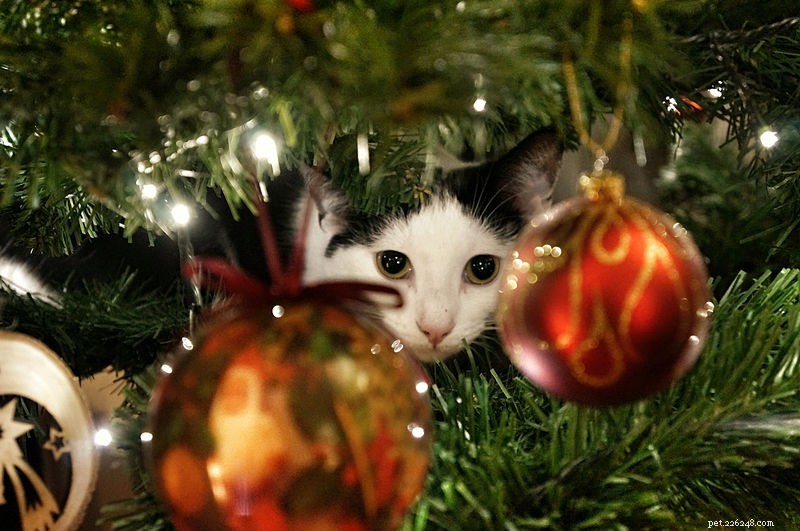 How to Keep Your Pets Safe and Happy This Holiday Season