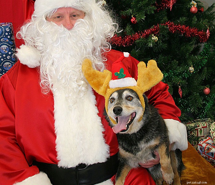 How to Keep Your Pets Safe and Happy This Holiday Season