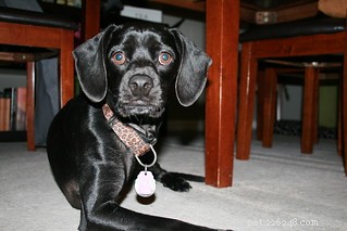 Early Detection Turns Pet Cancer from Fatal to Treatable: A Guide for Pet Owners