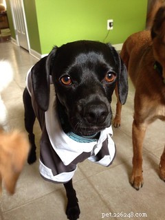 Early Detection Turns Pet Cancer from Fatal to Treatable: A Guide for Pet Owners