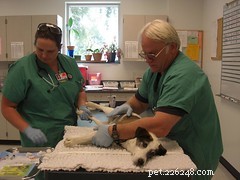 Early Detection Turns Pet Cancer from Fatal to Treatable: A Guide for Pet Owners