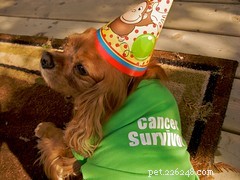 Early Detection Turns Pet Cancer from Fatal to Treatable: A Guide for Pet Owners