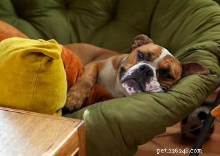 FDA Update: Key Insights on Jerky Treats and Your Pets’ Health