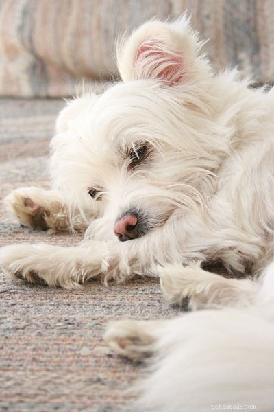 Protecting Pets from Carbon Monoxide: Essential Safety Tips