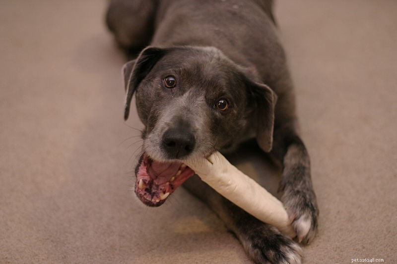 Top Dog Treats: Premium, Delicious Choices for Your Loyal Companion