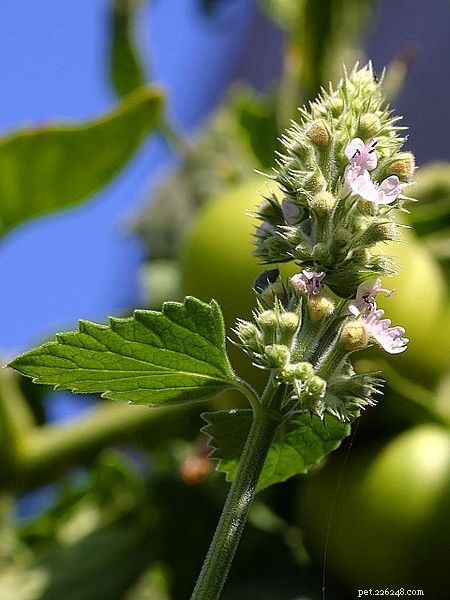 Catnip Demystified: Expert Insights, FAQs, and Benefits for Your Cat