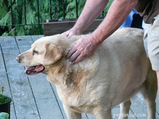 Mastering Dog Massage: A Step‑by‑Step Guide to Becoming Your Pet’s Personal Therapist