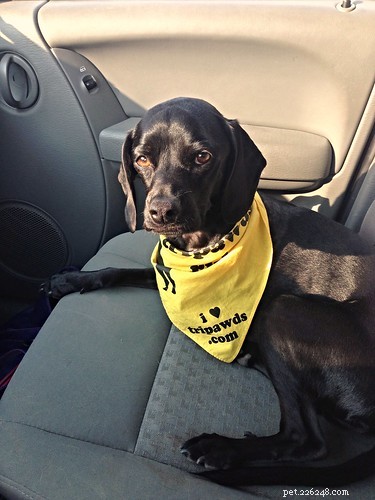 Navigating Canine Leg Amputation: A Real Dog Owner’s Guide to Recovery and Tripawd Success