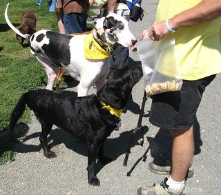 Navigating Canine Leg Amputation: A Real Dog Owner’s Guide to Recovery and Tripawd Success