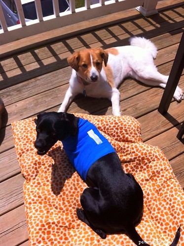 Navigating Canine Leg Amputation: A Real Dog Owner’s Guide to Recovery and Tripawd Success