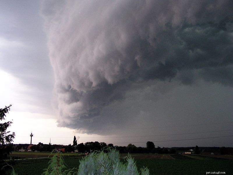 Protect Your Pets During Severe Weather: Essential Safety Tips