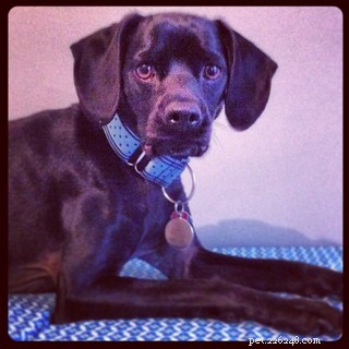 How to Prepare Your Home for a Dog Recovering From Surgery