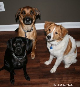 Homemade Dog Food Success: A Three-Year Journey to Better Health for My Pets