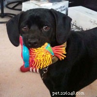 Homemade Dog Food Success: A Three-Year Journey to Better Health for My Pets