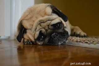 Facing Canine Cancer: Practical Steps & Support for Pet Owners