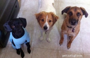 Facing Canine Cancer: Practical Steps & Support for Pet Owners