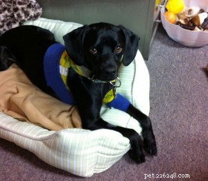 After-Operative Care: Essential Products for Your Pet’s Recovery