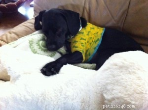 After-Operative Care: Essential Products for Your Pet’s Recovery