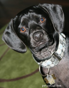 Balancing Care and Cost: The True Price of Extending Your Pet’s Life
