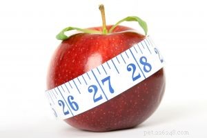 Spring into Health: A Safe Weight‑Loss Plan for Dogs & Cats
