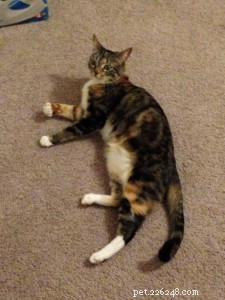 Spring into Health: A Safe Weight‑Loss Plan for Dogs & Cats
