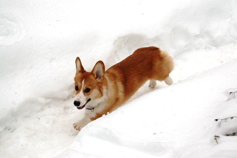 Dog Walking: Boost Your Fitness with Pet-Powered Exercise
