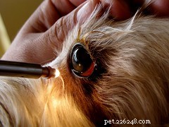 How to Track Your Pet’s Vital Signs at Home for Early Health Detection