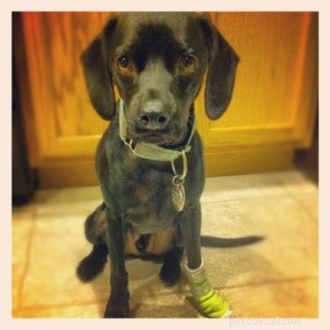 Nighttime Paw Lump? Learn When Your Pet Needs a Vet Visit
