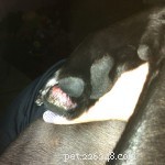 Nighttime Paw Lump? Learn When Your Pet Needs a Vet Visit