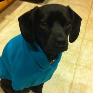 Nighttime Paw Lump? Learn When Your Pet Needs a Vet Visit