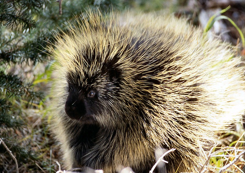 Dealing with Porcupine Quills: Safe Ways to Treat a Dog Stuck in Quills