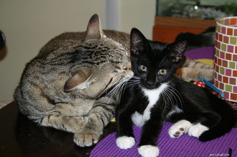 Pet Compatibility: How to Foster Successful Co‑habitation Between Pets and Families