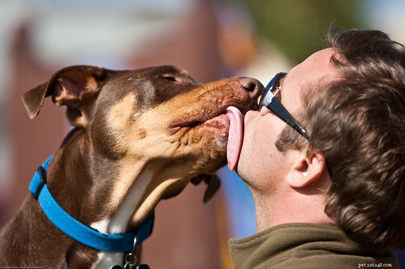Pet Compatibility: How to Foster Successful Co‑habitation Between Pets and Families