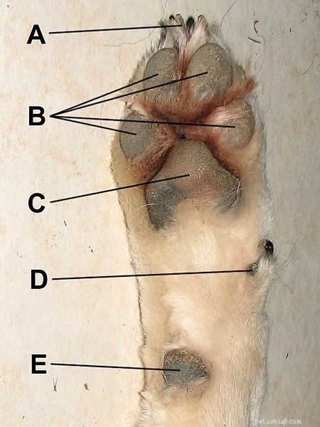 Expert Guide to Dog Paw Care: The Benefits of Regular Pedicures