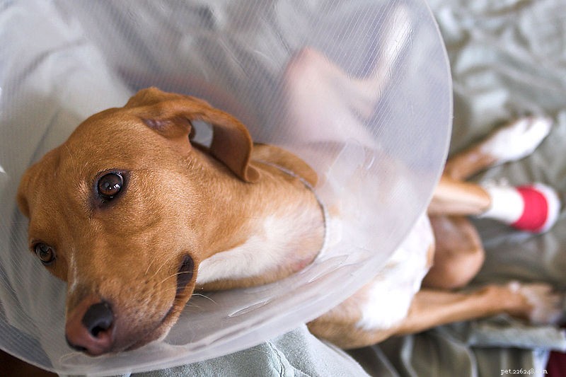 Expert Guide to Dog Paw Care: The Benefits of Regular Pedicures